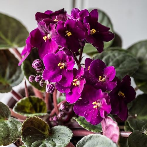 Purple Saintpaulia Flower Seeds – Heirloom Non-GMO High Germination Organic Garden Seeds