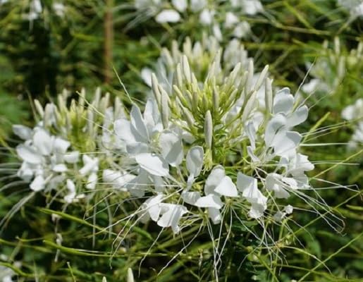 White Cleome Flower Seeds Heirloom Non-GMO High Germination Organic Garden Seeds for Planting