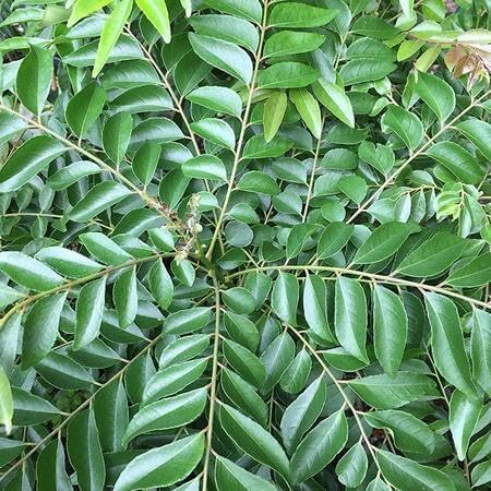 Curry Leaf Seeds – Heirloom, Non-GMO, High Germination Organic Garden Seeds Planting