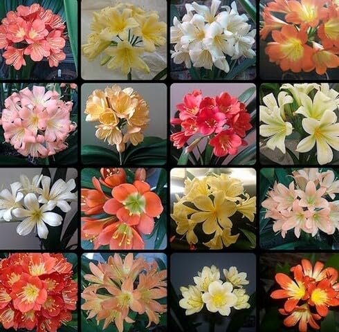Mixed Clivia Flower Seeds for Planting – Heirloom Non-GMO High Germination Organic Seeds