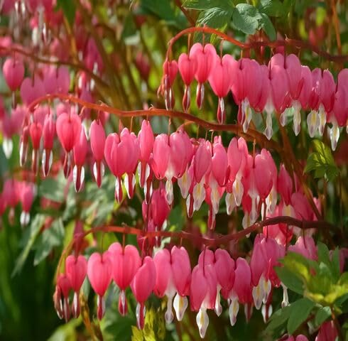 red dicentra flower seeds