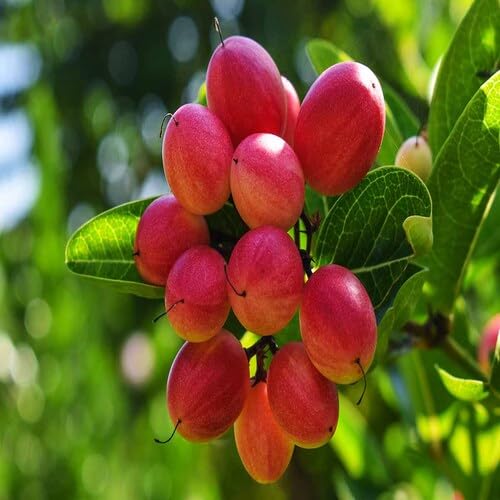 Red Dulcificum Seeds – Heirloom, Non-GMO, High Germination Organic Garden Seeds