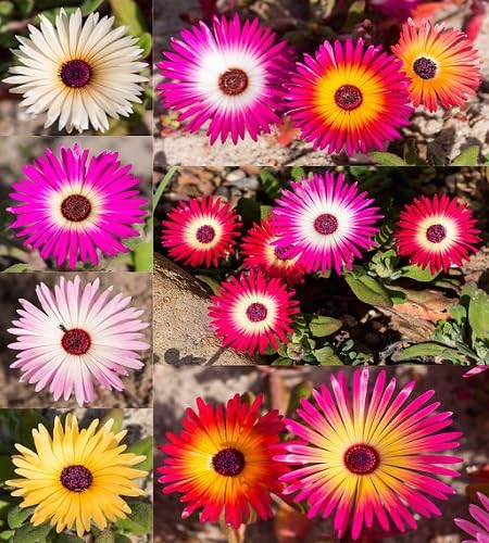 Mixed Lampranthus Flower Seeds – Heirloom Non-GMO High Germination Seeds