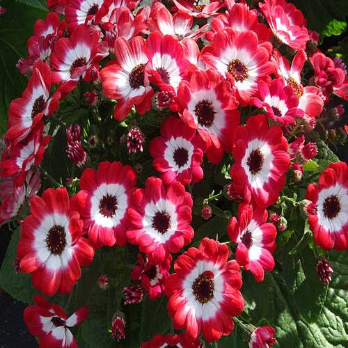 Red Daisy Flower Seeds for Planting – Heirloom, Non-GMO, High Germination Organic Garden Seeds