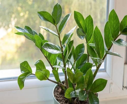 zamioculcas green heirloom non-gmo seeds