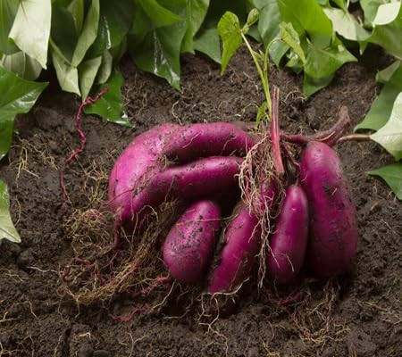Sweet Potato Seeds – Heirloom, Non-GMO, High Germination Organic Garden Seeds Planting