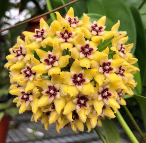 Yellow Hoya Flower Seeds – Heirloom Non-GMO High Germination Organic Garden Seeds