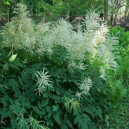 white aruncus flower seeds