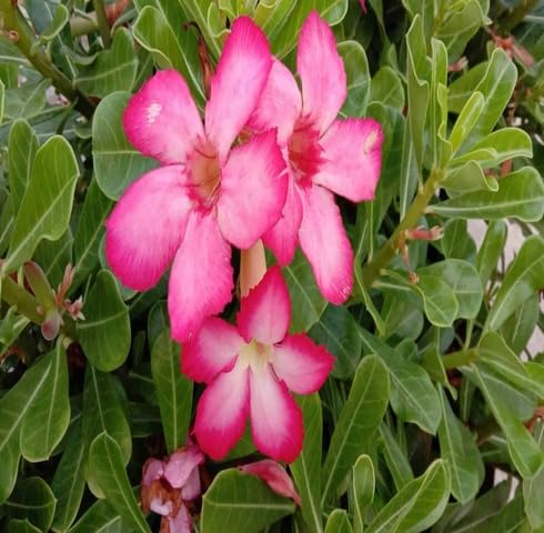 Pink Adenium Obesum Flower Seeds for Planting – Heirloom, Non-GMO, High Germination Organic Garden Seeds