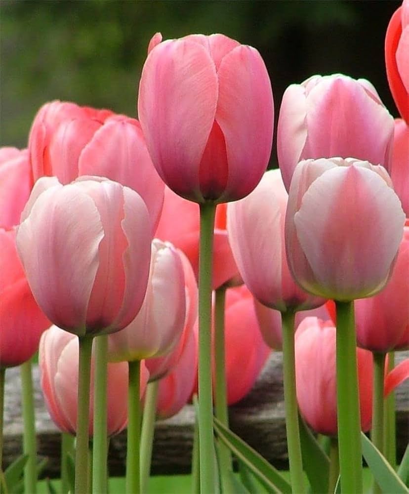 double tulip flower