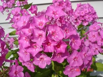 Light Pink Phlox Flower Seeds – Heirloom Non-GMO High Germination Organic Garden Seeds for Planting