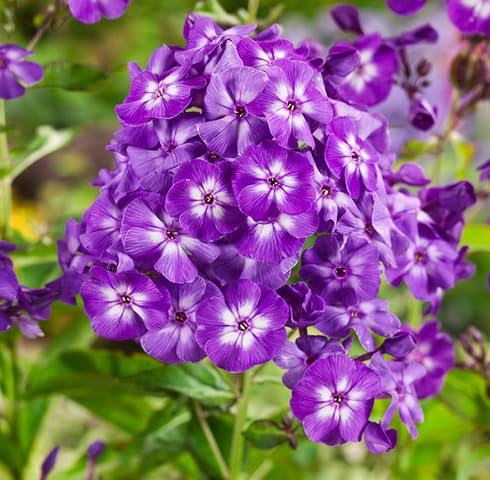 Violet Phlox Flower Seeds for Planting – Heirloom, Non-GMO, High Germination Organic Garden Seeds