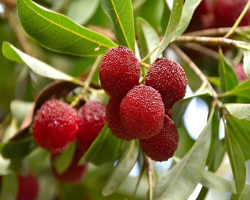 Bayberry Seeds Red – Heirloom, Non-GMO, High Germination Organic Garden Seeds