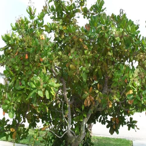 Semillas de árbol de manzana de anacardo verde – Cimiente, no transgénico, de alta germinación, semillas orgánicas para plantar en el jardín