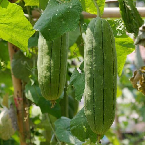 Luffa Green Seeds – Heirloom, Non-GMO, High Germination Organic Garden Seeds Planting