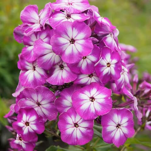 Purple Phlox Flower Seeds Heirloom Non-GMO High Germination Organic Garden Seeds for Planting