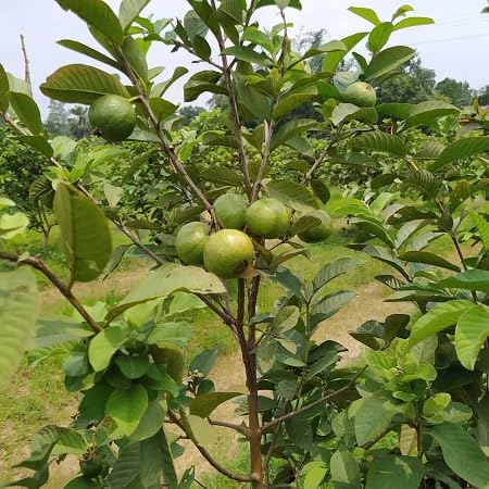 Guava Tree Seeds – Heirloom, Non-GMO, High Germination Organic Garden Seeds