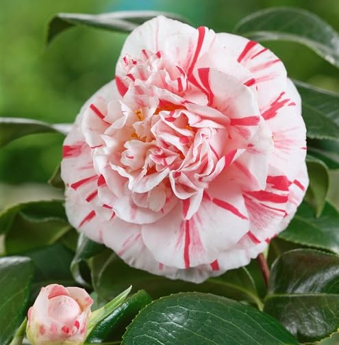 White Red Camellia Flower Seeds Heirloom Non-GMO High Germination Organic Garden Seeds for Planting