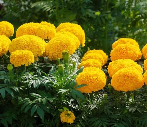 Yellow Marigold Flower Seeds – Heirloom, Non-GMO, High Germination Organic Seeds