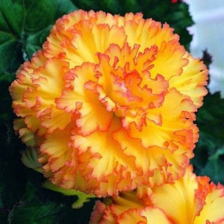 Yellow Red Begonia Flower Seeds – Heirloom Non-GMO High Germination Organic Garden Seeds