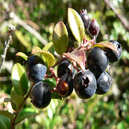 Huckleberry Seeds – Heirloom, Non-GMO, High Germination Organic Garden Seeds