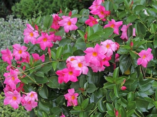 Mandevilla Sanderi Flower Seeds – Heirloom Non-GMO High Germination Organic Garden Seeds