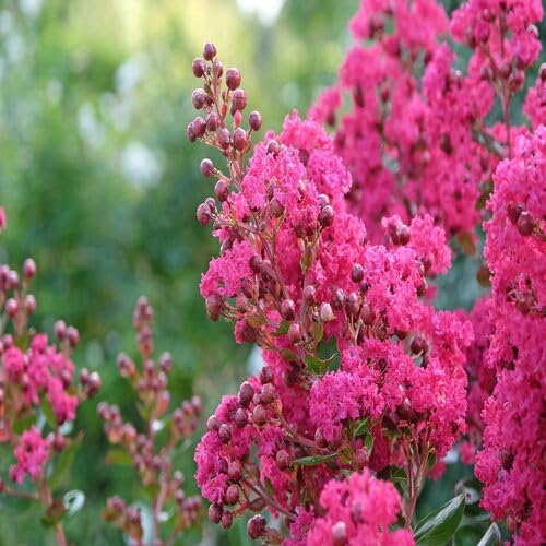 pink myrtle flower seeds