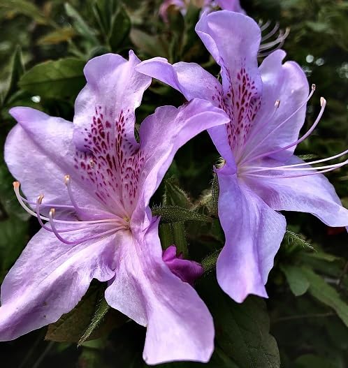 Violet Azalea Flower Seeds – Heirloom Non-GMO High Germination Organic Garden Seeds