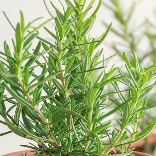 Rosemary Plant Seeds for Planting – Heirloom, Non-GMO, High Germination Organic Garden Seeds