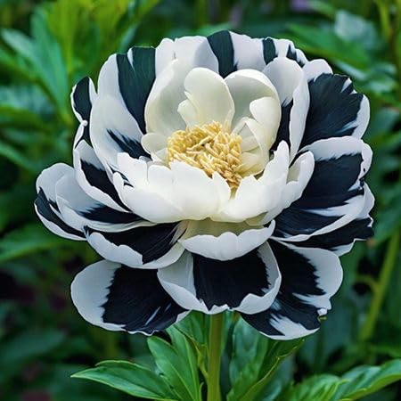 Black White Peony Flower Seeds – Heirloom, Non-GMO, High Germination Seeds