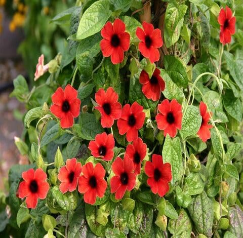 red thunbergia flower seeds