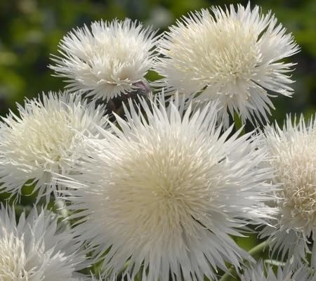 Centaurea Flower Seeds White Heirloom Non-GMO High Germination Organic Garden Seeds for Planting