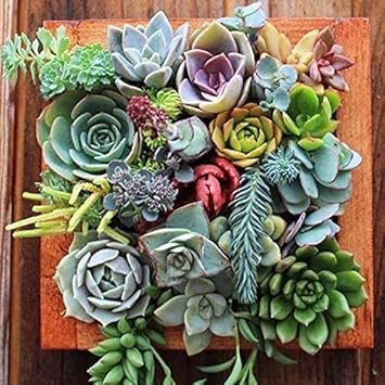 minimixedsucculentsheirloomnongmo flower seeds