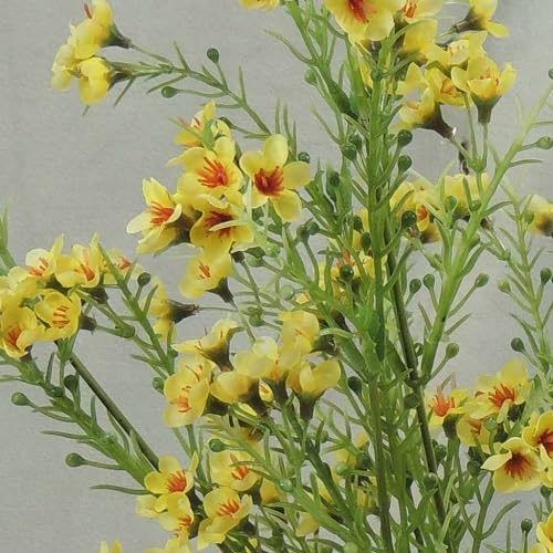Yellow Geraldton Wax Flower Seeds Heirloom Non-GMO High Germination Organic Garden Seeds for Planting
