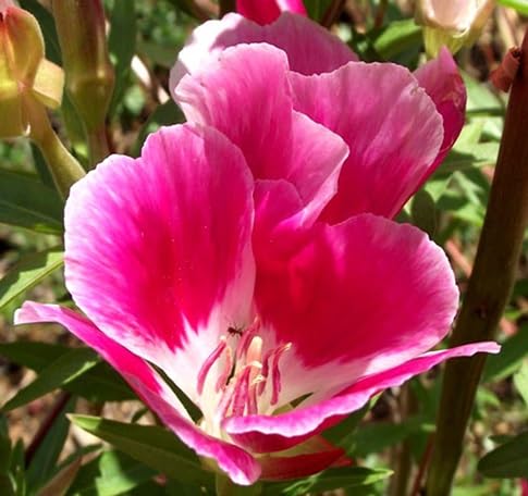 Clarkia Flower Seeds – Heirloom, Non-GMO, High Germination Organic Garden Seeds for Planting