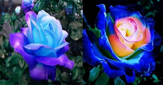 Black Rose Seeds for Planting