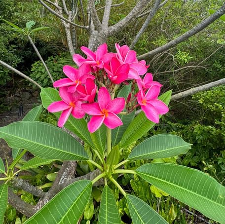 Rosa Plumeria Blumensamen – Alte Sorte, gentechnikfrei, keimfähig, Bio-Gartensamen zum Pflanzen