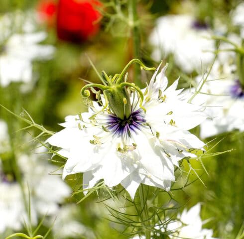 White Nigella Flower Seeds for Planting – Heirloom, Non-GMO, High Germination