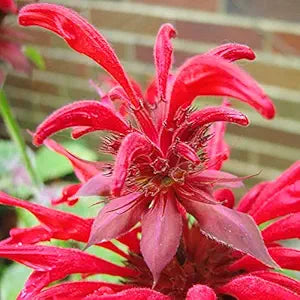 bee balm flower seeds
