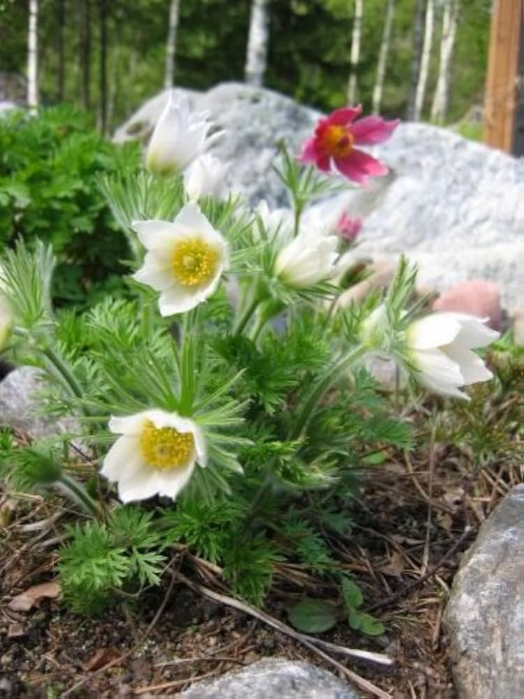 white pasque flower seeds