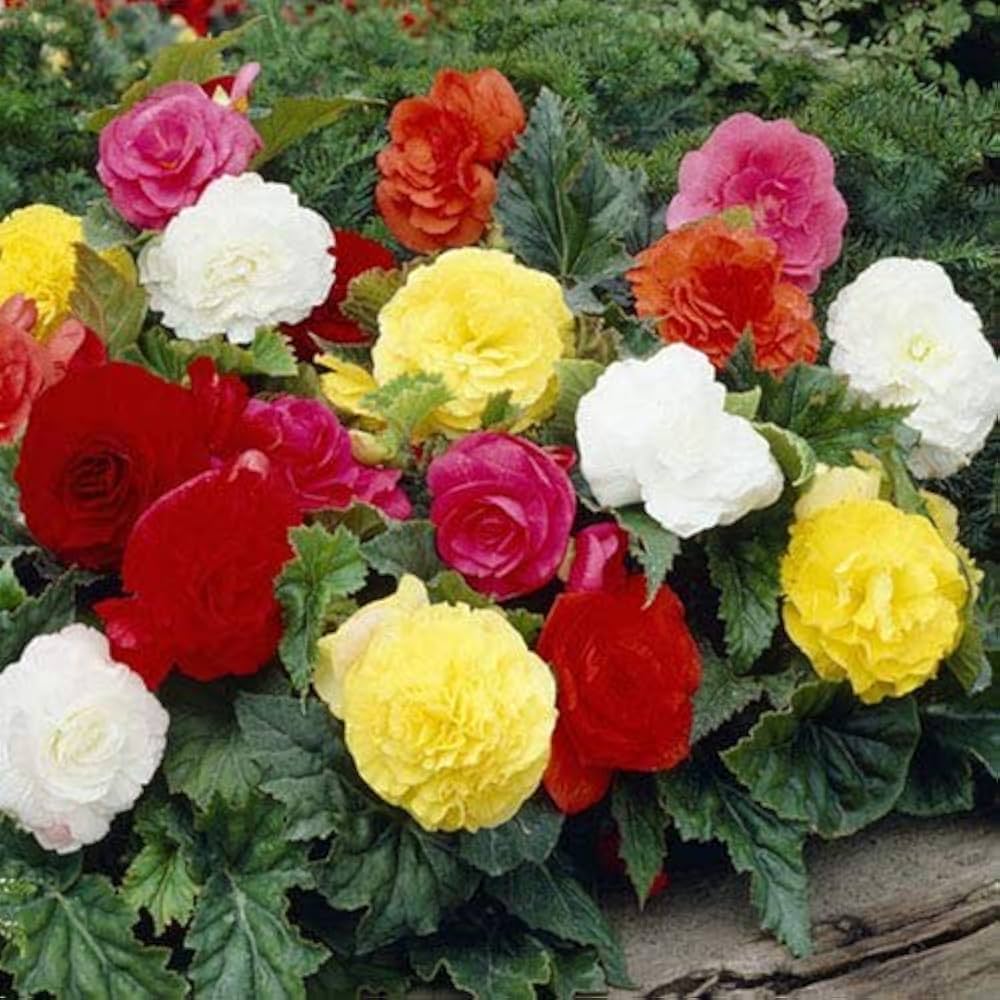 begonia begonia flower seeds