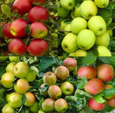 Mixed Apple Seeds – Heirloom, Non-GMO, High Germination Organic Garden Seeds for Planting
