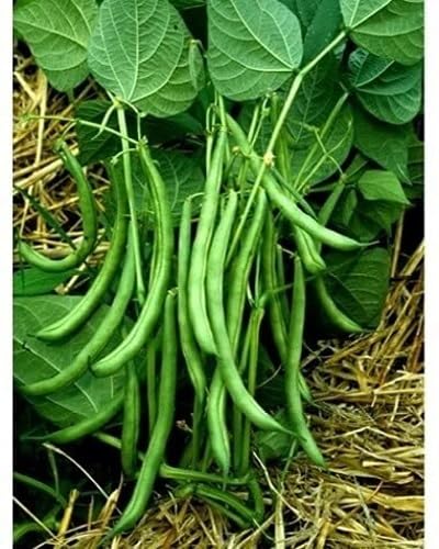 Green Bean Seeds – Heirloom, Non-GMO, High Germination Organic Garden Seeds Planting