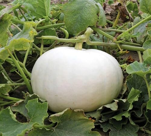 Pumpkin White Seeds – Heirloom, Non-GMO, High Germination Organic Garden Seeds Planting