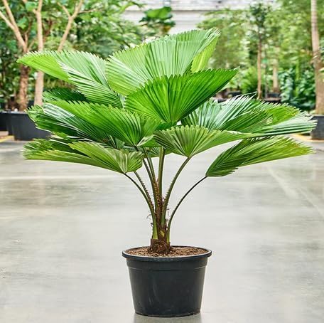 green licuala flower seeds