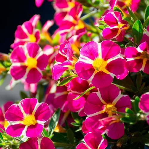calibrachoaflowerpinkwhiteheirloomnongmo flower seeds
