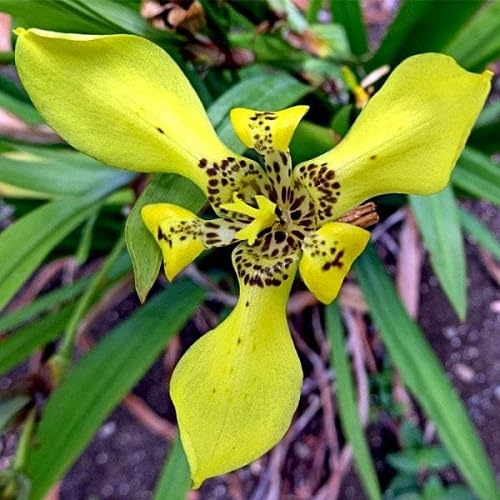 Yellow Neomarica Flower Seeds – Heirloom, Non-GMO, High Germination Organic Seeds