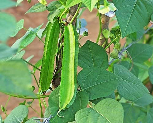 Green Winged Bean Seeds – Heirloom, Non-GMO, High Germination Organic Garden Seeds Planting