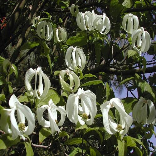 White Cornus Urbiniana Flower Seeds – Heirloom Non-GMO High Germination