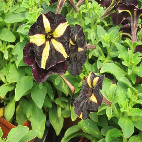 Yellow Black Petunia Flower Seeds – Heirloom, Non-GMO, High Germination Organic Garden Seeds for Planting